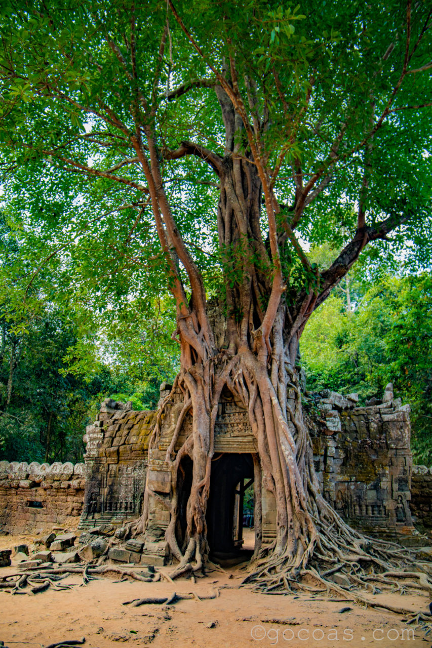 アンコール遺跡群のタ・ソムの印象的な門の裏側に大きな木の根が這っている様子