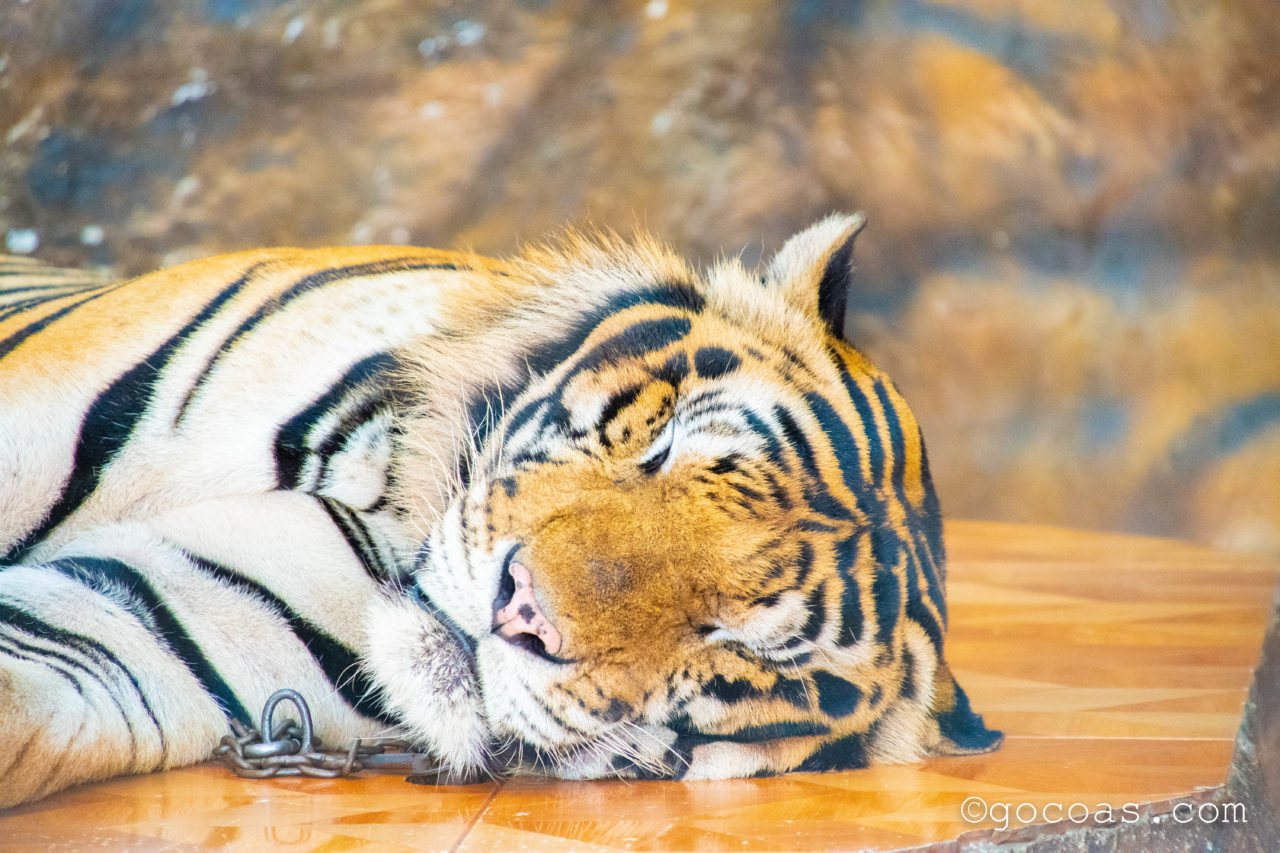 シラチャタイガーズーの屋内で1匹のトラと写真撮影体験にいた寝ているトラ